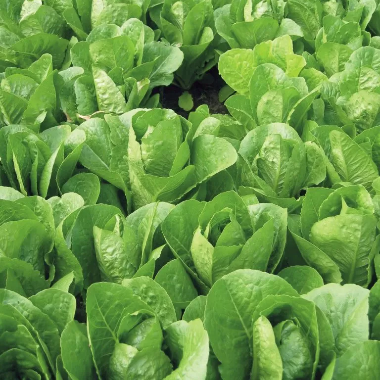 Marul Tohumları