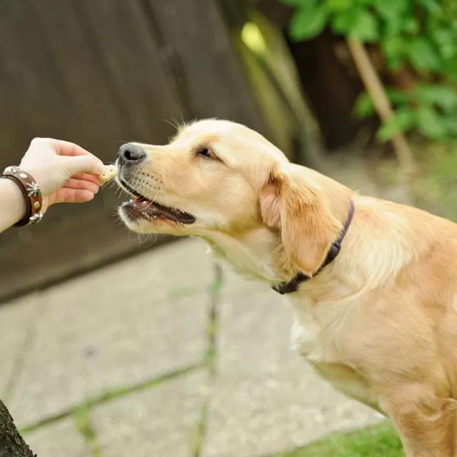 Köpek Vitaminleri