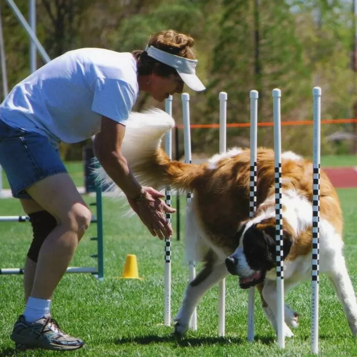 Köpek Eğitim Ürünleri