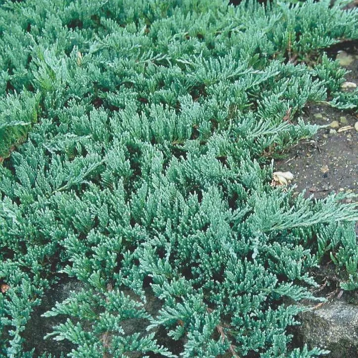 Ardıç Fidanı