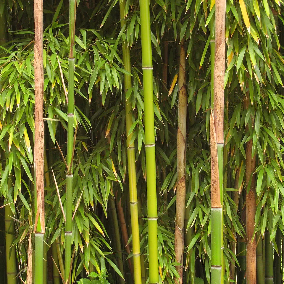 Bambu Fidanı