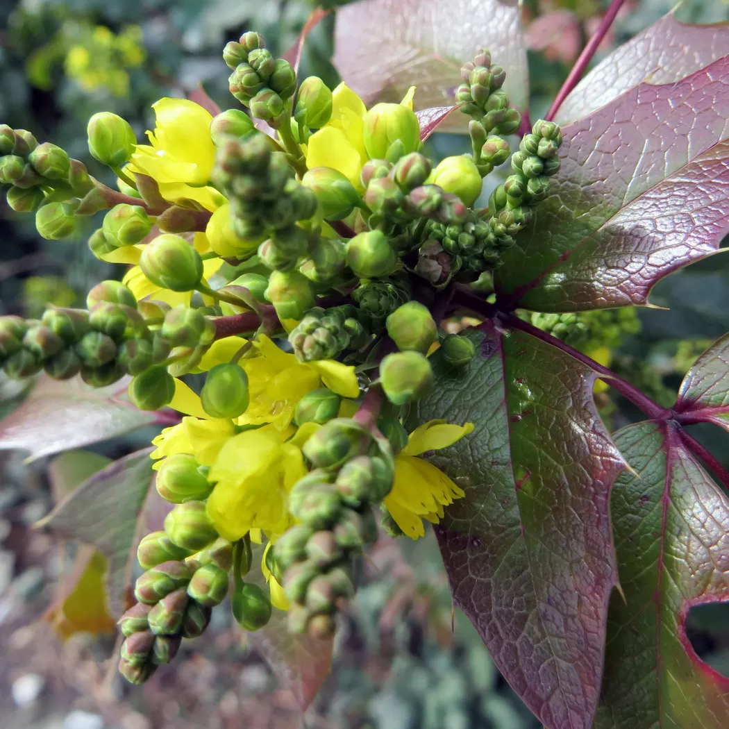 Mahonya Fidanı