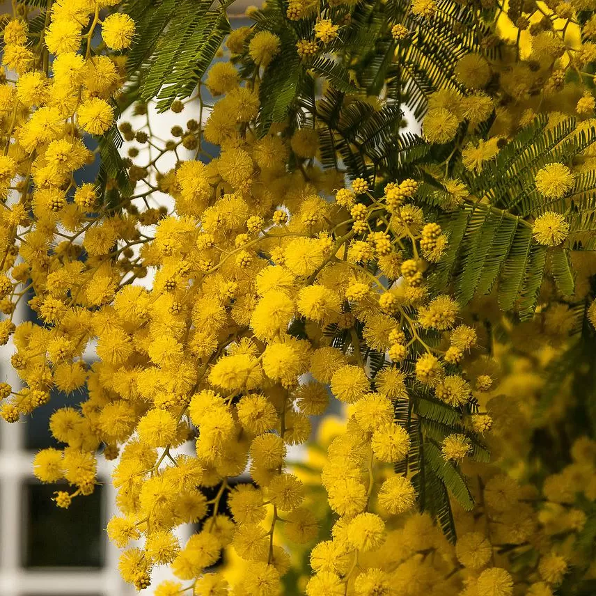 Mimoza