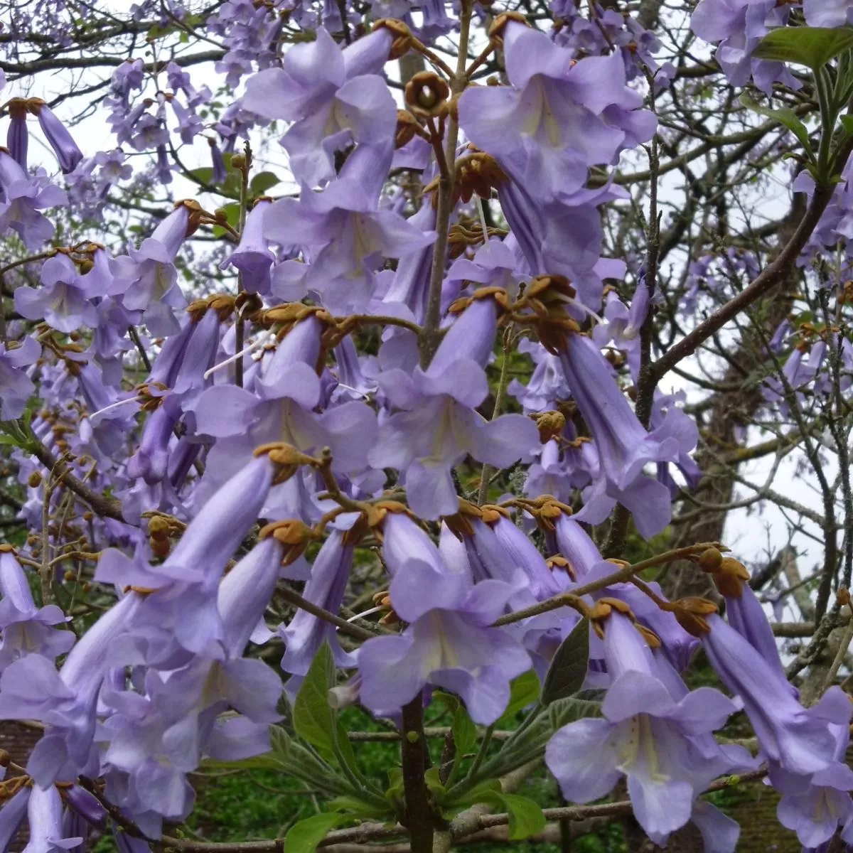 Paulownia Fidanı