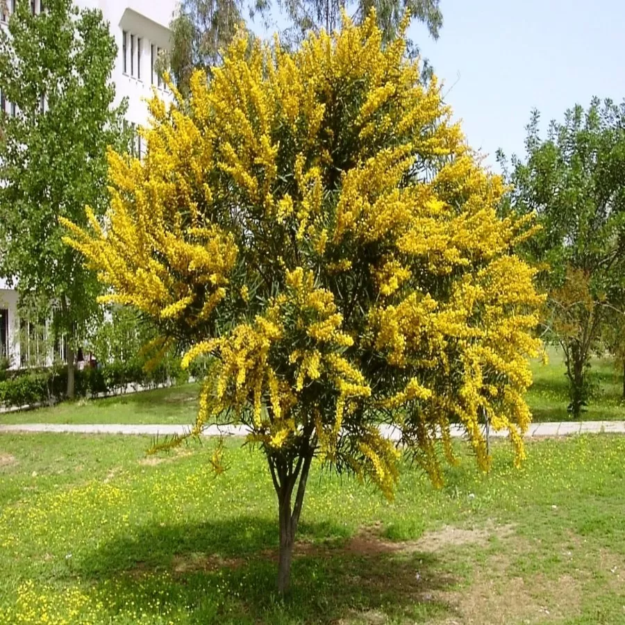 Sarı Salkım Fidanı