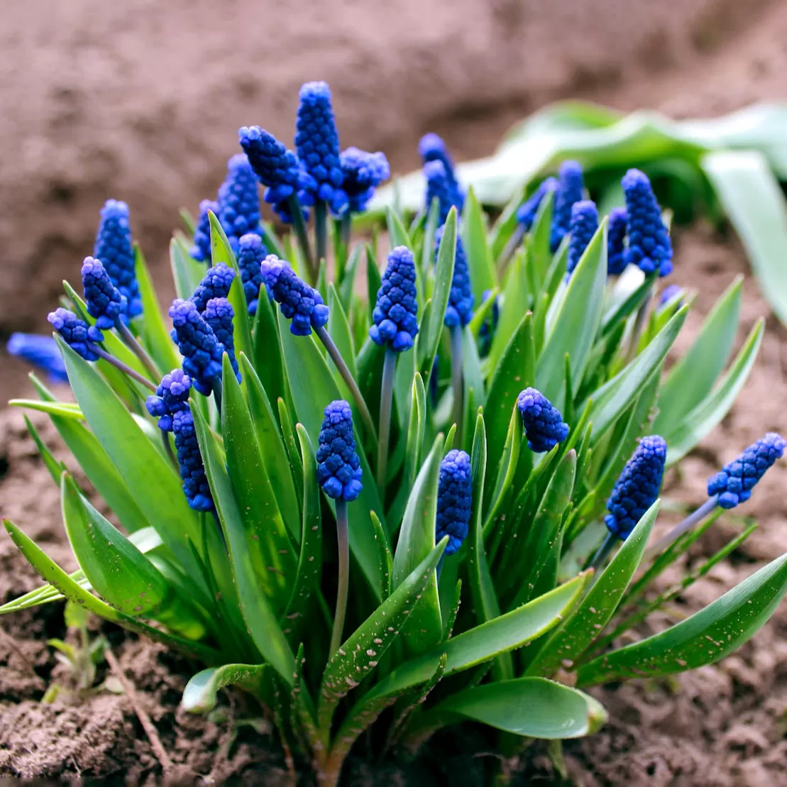 Muscari