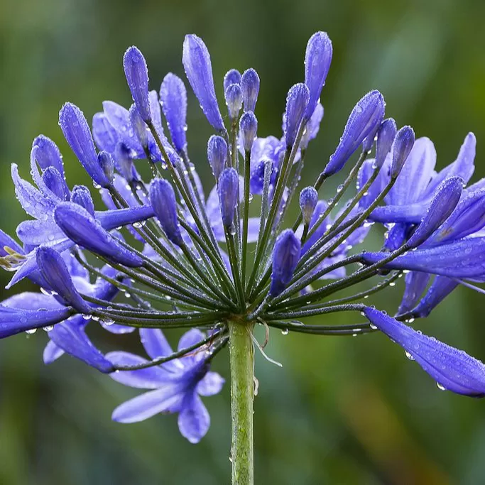 Agapanthus Afrika Zambağı Soğanı