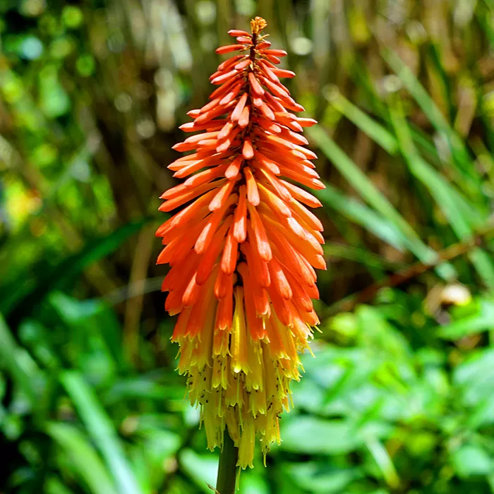 Kniphofia Fener Çiçeği Soğanı