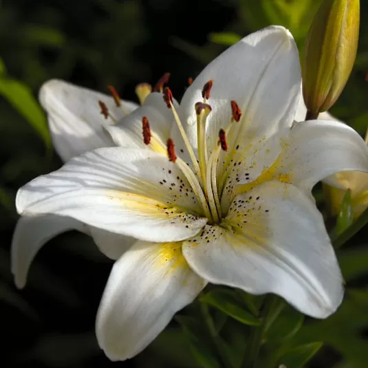 Lilium Zambak Soğanı