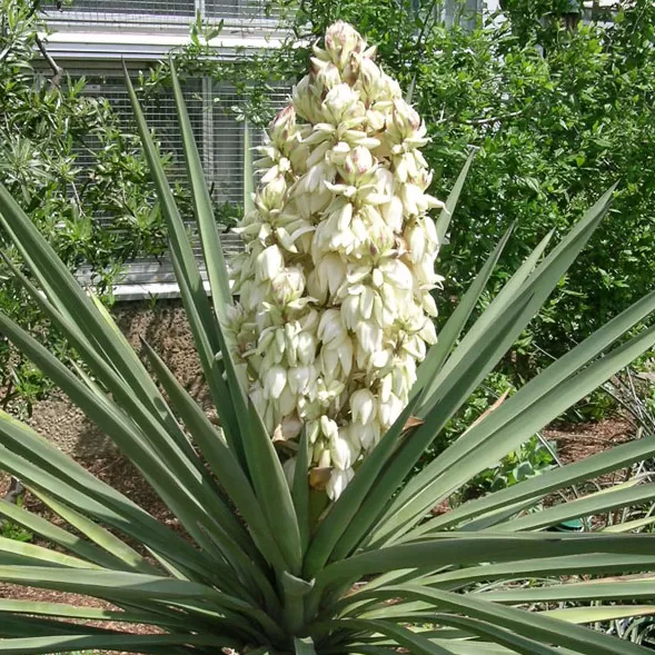 Yucca Yuka Avize Çiçeği Soğanı