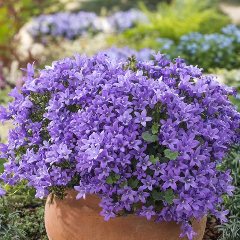 Campanula Çiçeği Fidesi