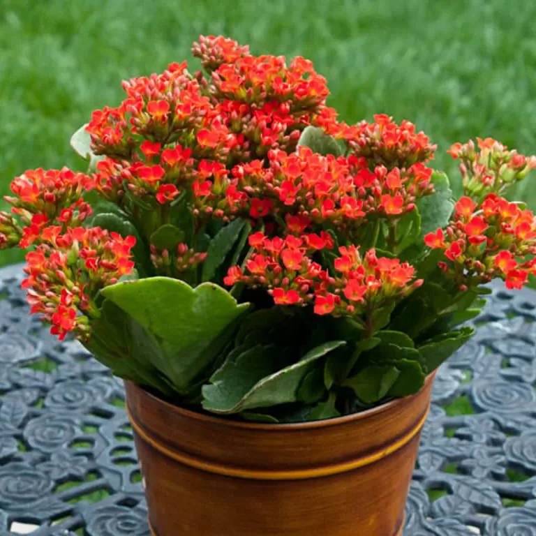 Kalanchoe (Kalanşo) Çiçeği