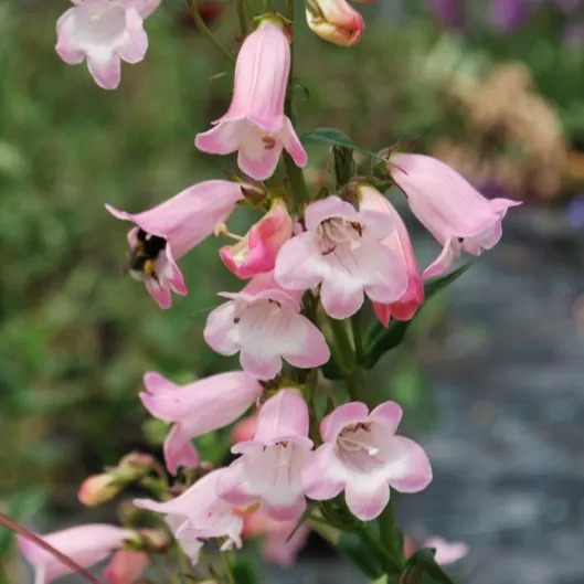 Penstemon Çiçeği Fidesi