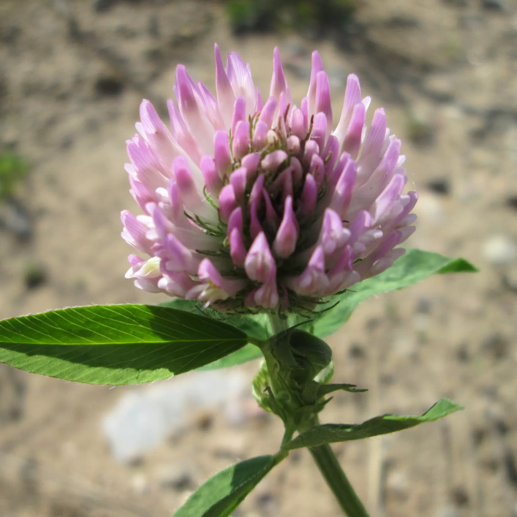 Trifolium Çiçeği Fidesi