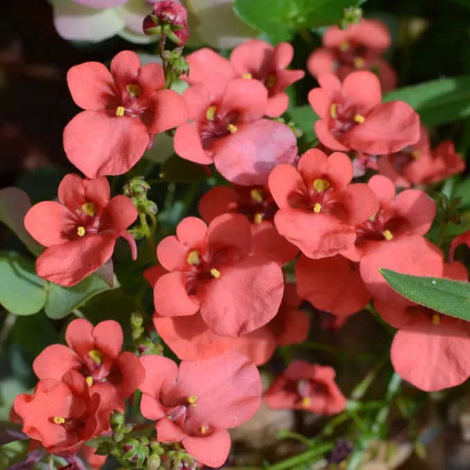 Diascia Çiçeği Fidesi