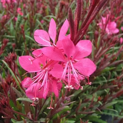 Gaura Çiçeği Fidesi