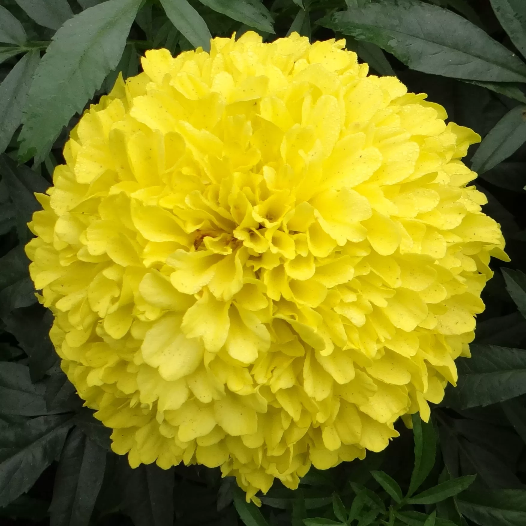 Tagetes Çiçeği Fidesi