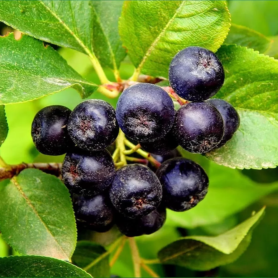 Aronya Berry Fidanı