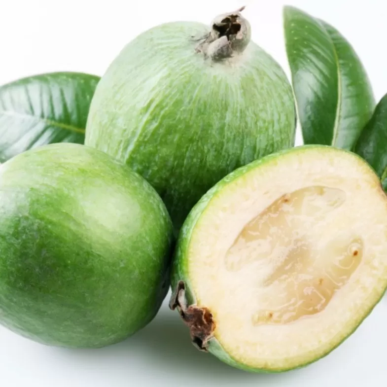 Feijoa Fidanı