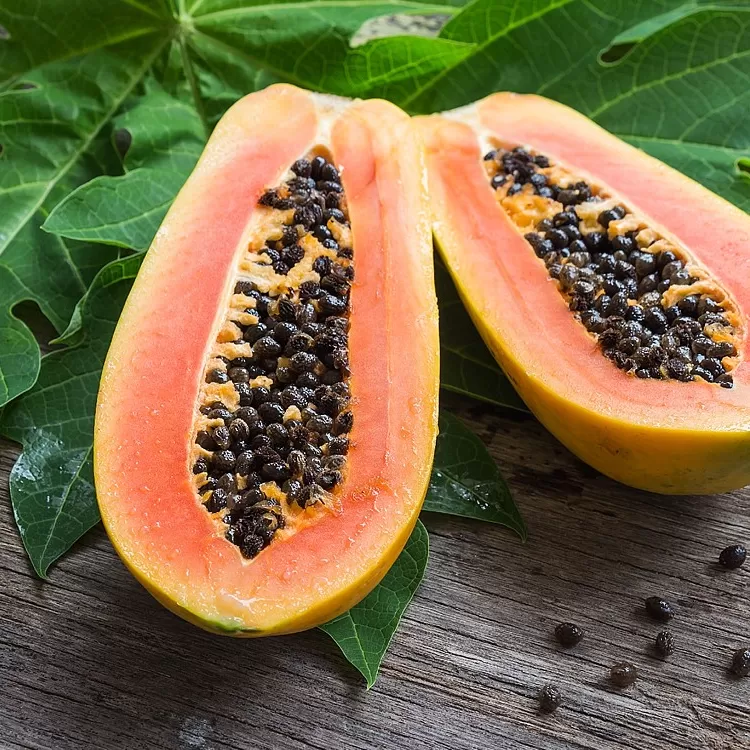 Papaya Fidanı