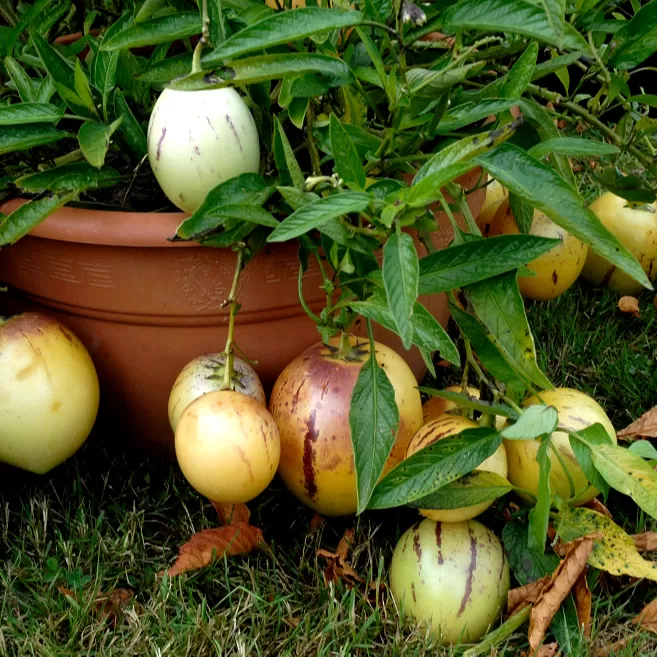 Pepino Fidanı