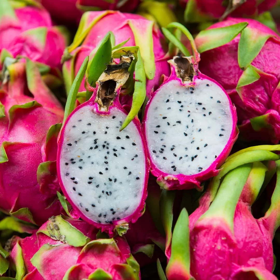 Pitaya Fidanı