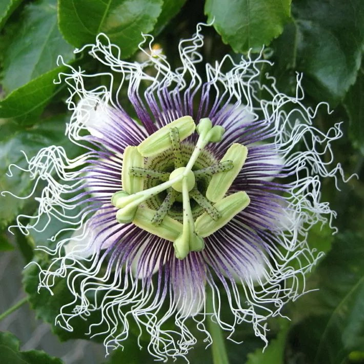 Passiflora Fidanı